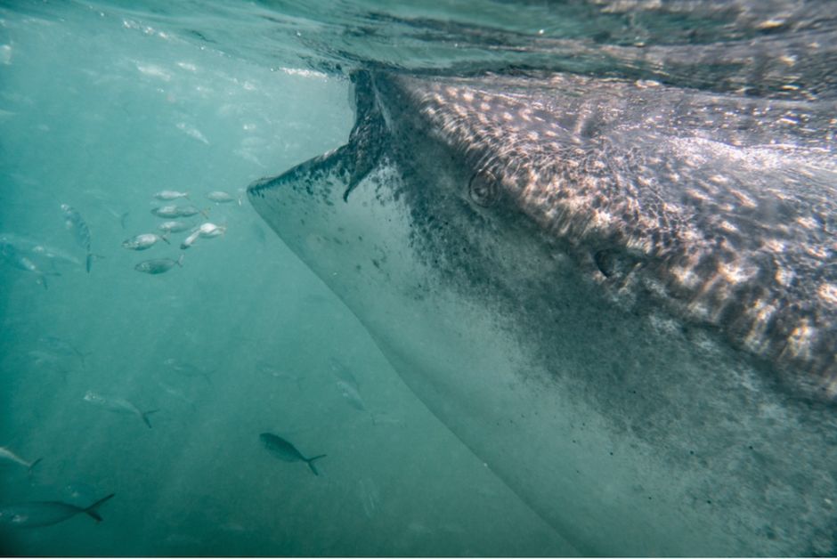Holbox 11 tiburón ballena