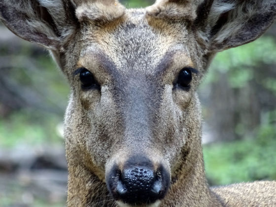 Estos son los animales de Argentina en peligro de extinción