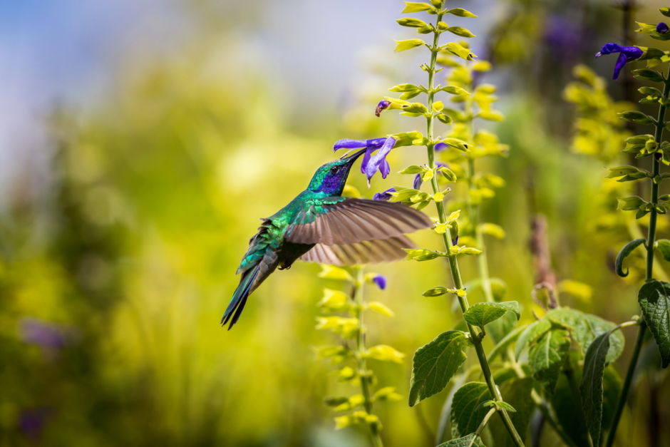 significado del colibrí