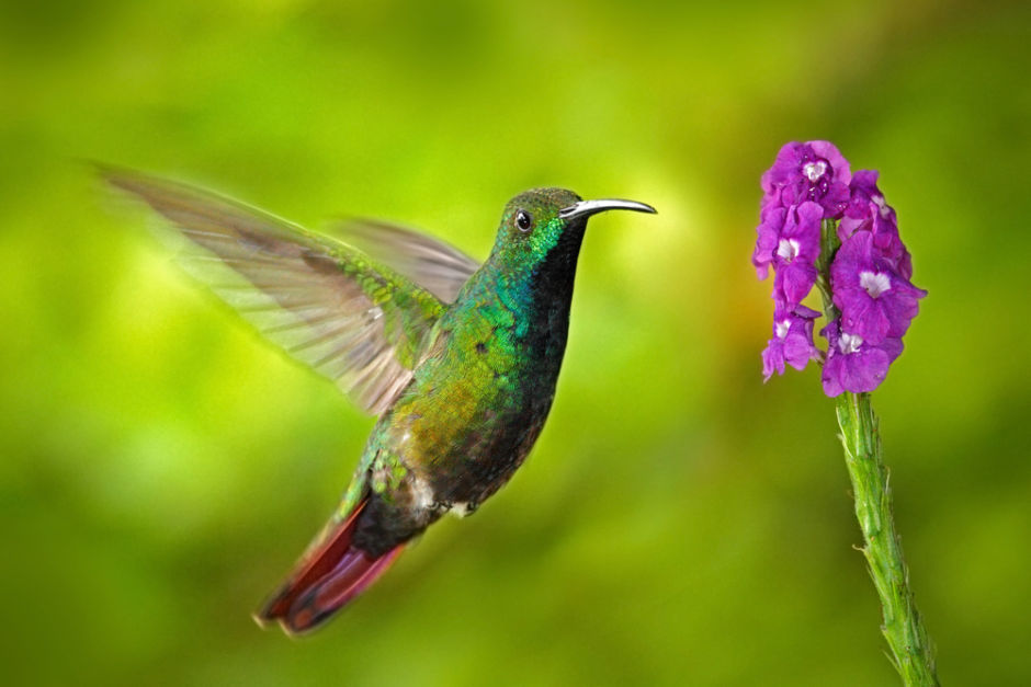 significado del colibrí