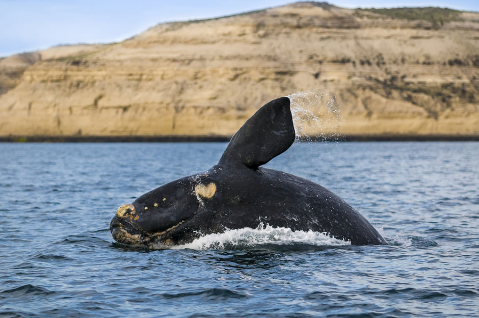 ballenas Puerto Madryn