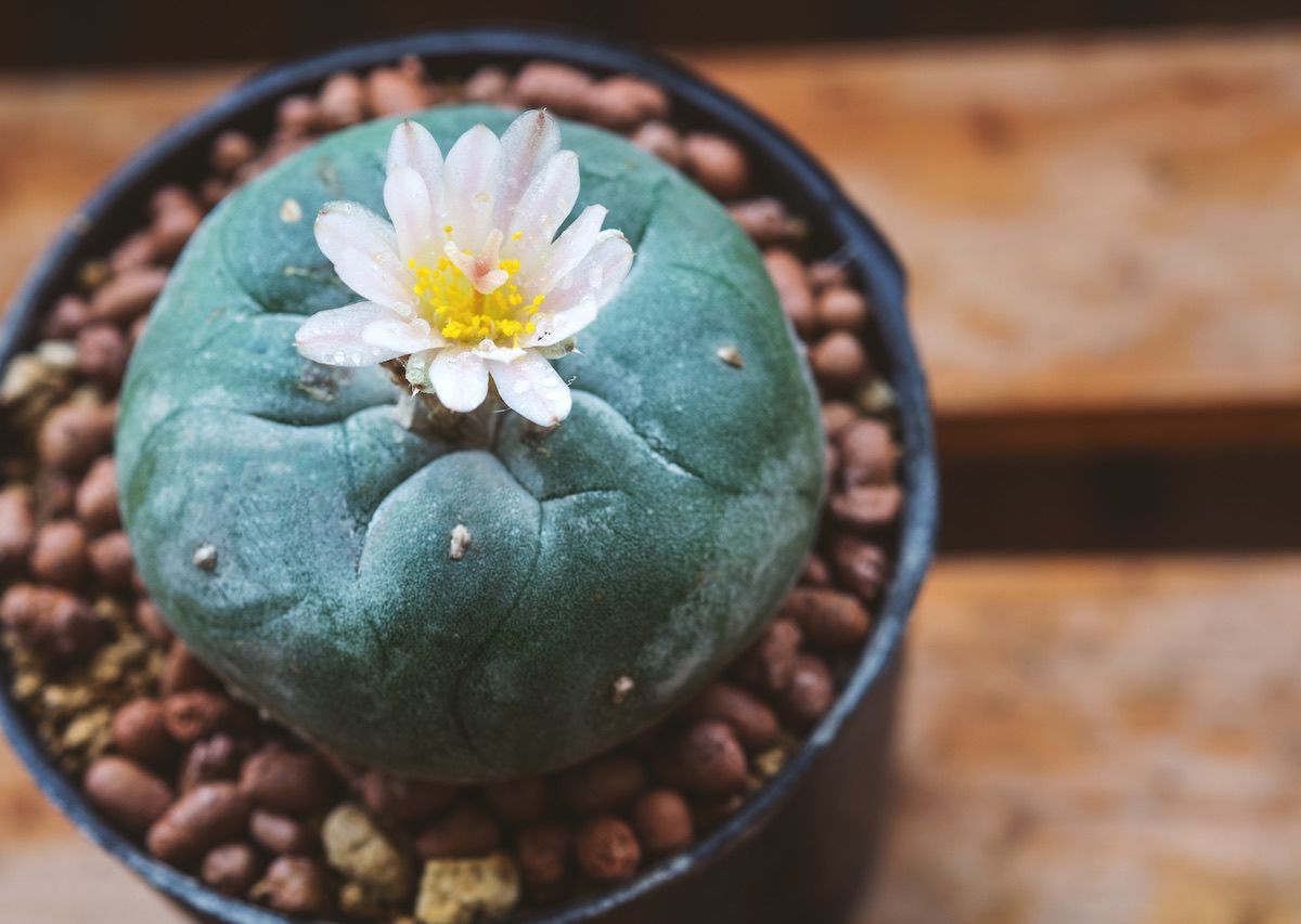 planta de peyote en maceta