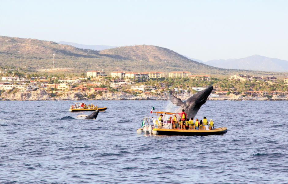 cuándo y dónde ver ballenas en México Cabo San Lucas