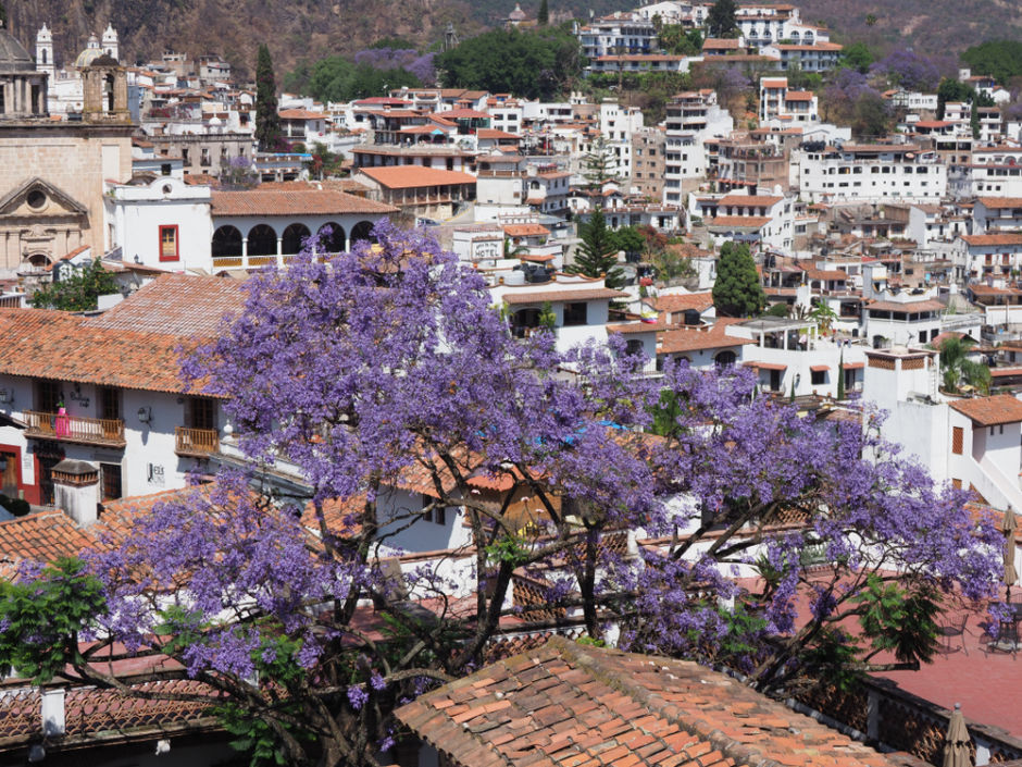 jacarandas en Taxco