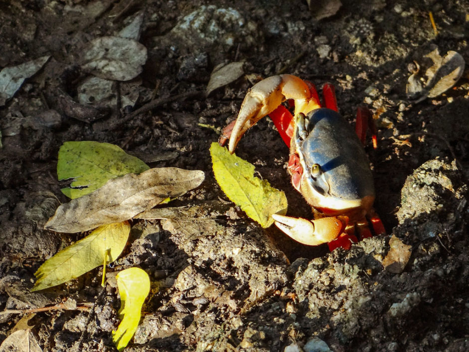 mizontle cangrejos Oaxaca