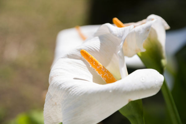 flor de Alcatraz flores representativas de México