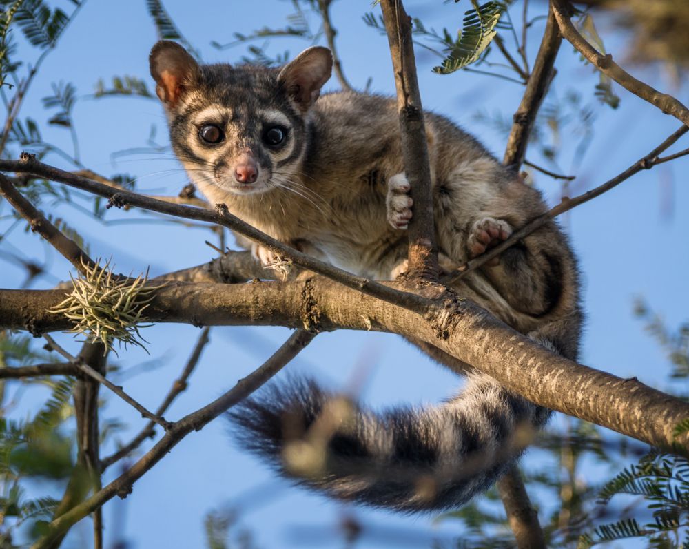 10 Animales De Nombre Nahuatl Que Debes Conocer En Mexico