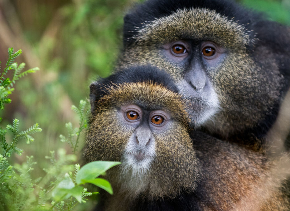 monos en Ruanda