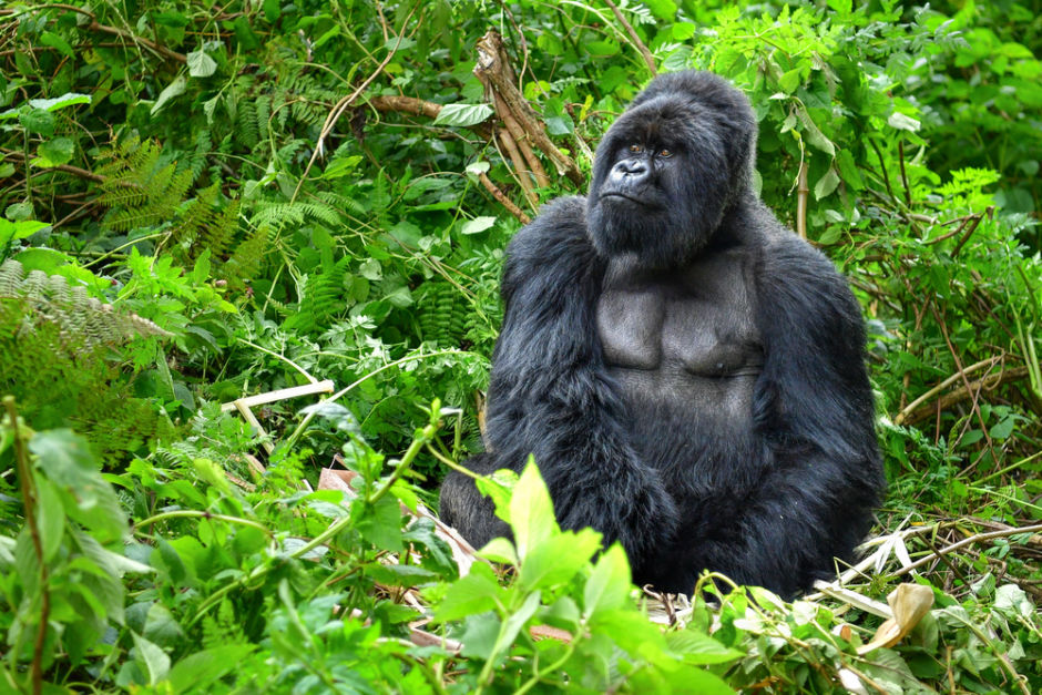 Gorilas en Ruanda