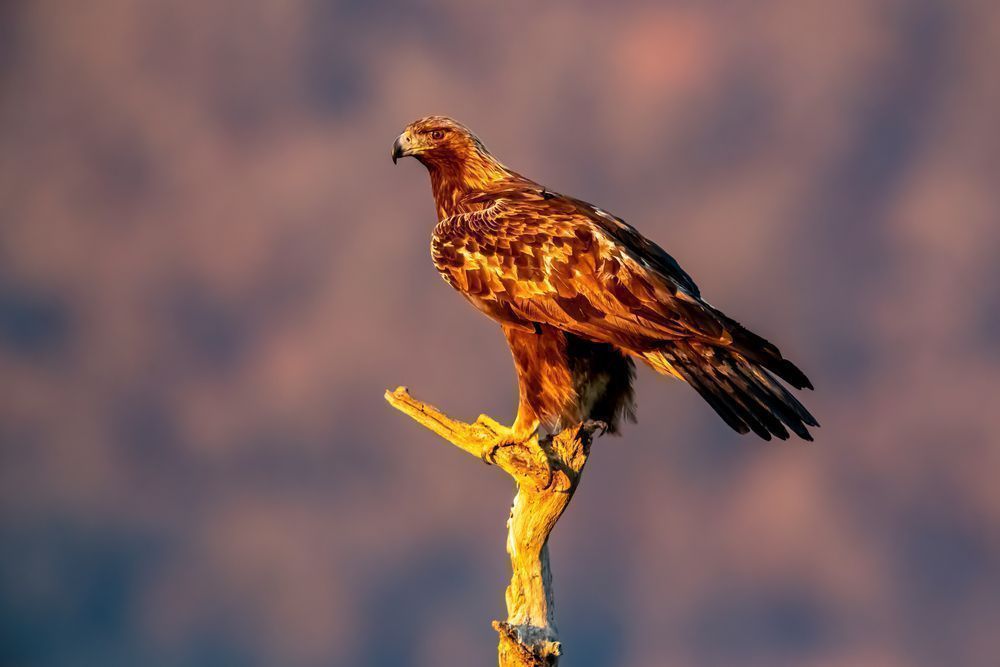 Datos sobre el águila real, ave nacional de México - Matador Network