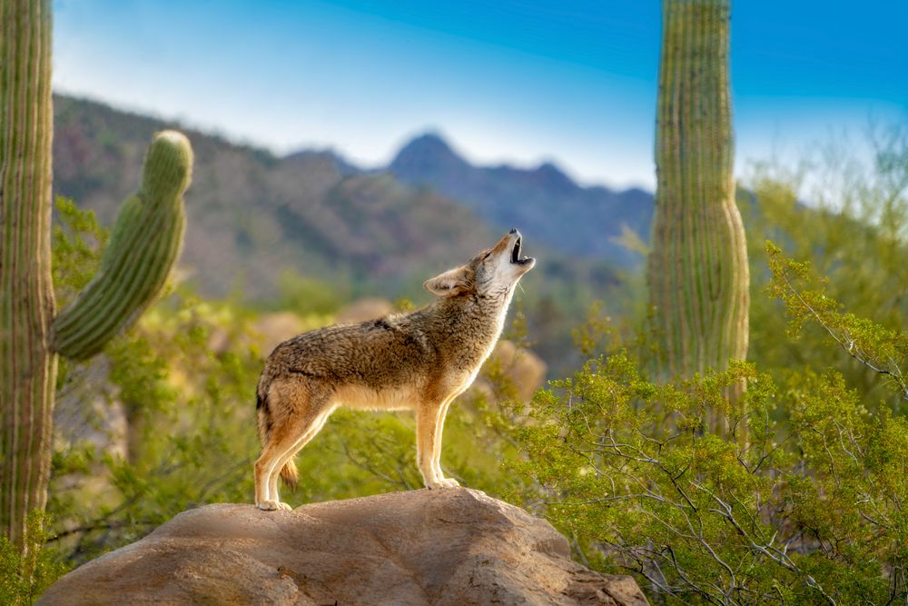 El coyote, temido y admirado desde la época prehispánica ...