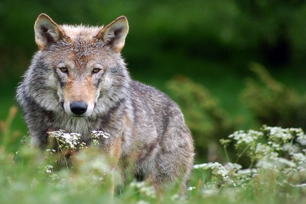 Wild Pouring Out: Western Oregon's Wolf Sanctuaries - Matador Network