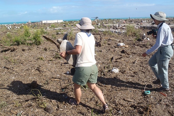 Tsunami damage midway island