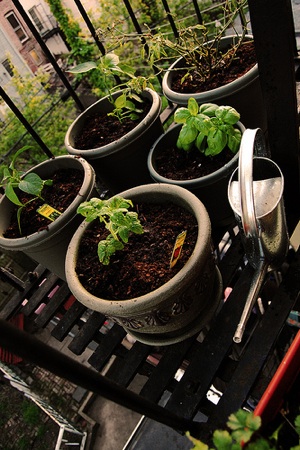 Homemade Potting Soil Ingredients 10 tips for starting an edible container garden Matador 