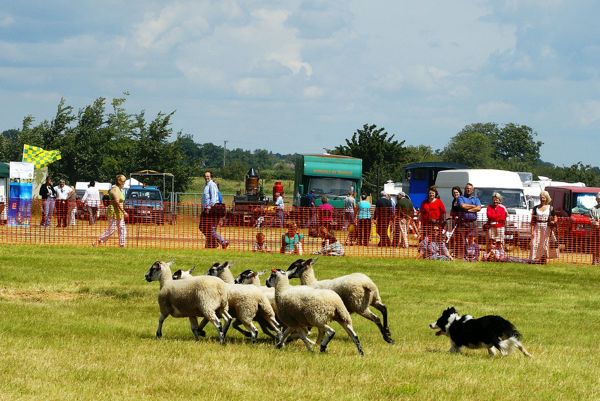 Australian National Sheep Dog Trial Championships begin March 9 ...