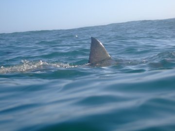 Face to Face with South Africa's Great Whites - Matador Network