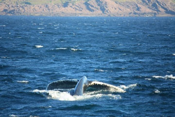 Big Nature In St John S Newfoundland Matador Network