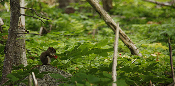 Squirrel on the Cabot Trail