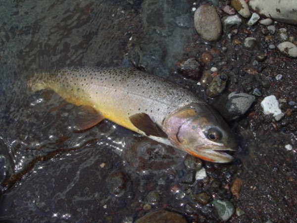 Fishing Montana: Lamar River Cutthroat Trout